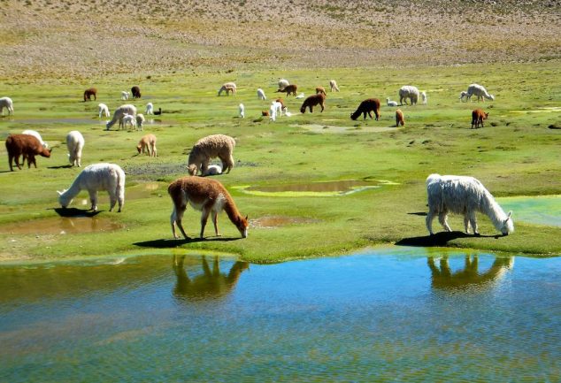 colca_canyon_peru_047