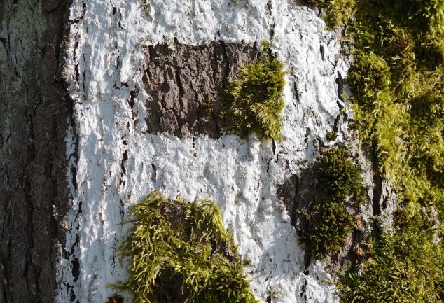 Die Rennsteigwanderung