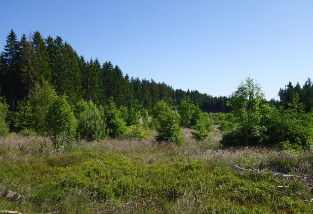 Die Rennsteigwanderung