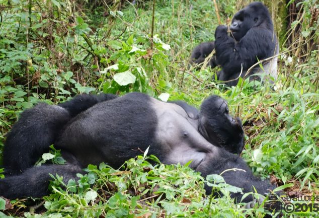 Mgahinga Gorillas National Park