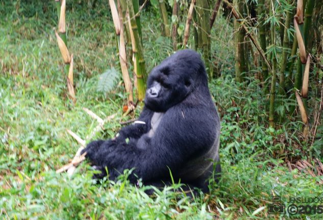 Mgahinga Gorillas National Park