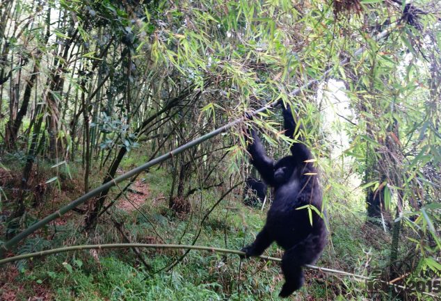 Mgahinga Gorillas National Park