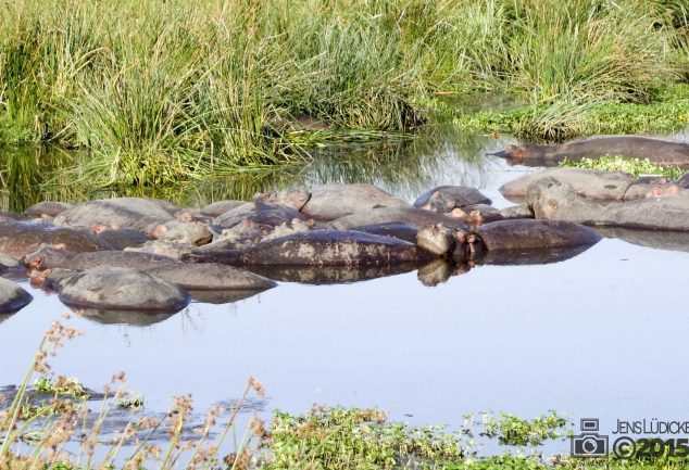 Ngorongoro Crater Safari