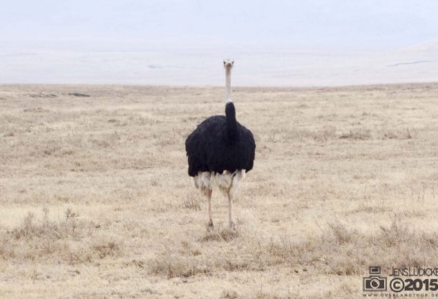 Ngorongoro Crater Safari