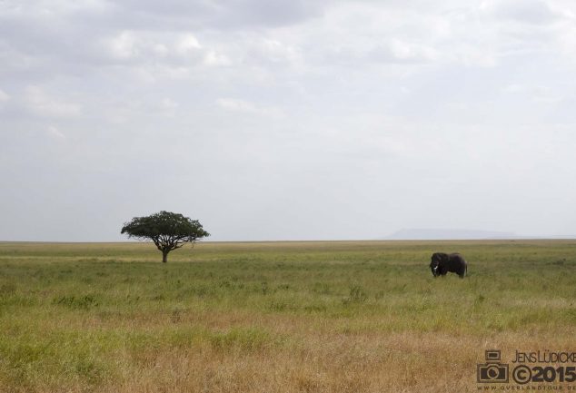 Serengeti Safari Tour in Tansania