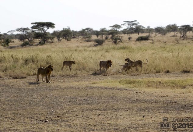 Serengeti Safari Tour in Tansania