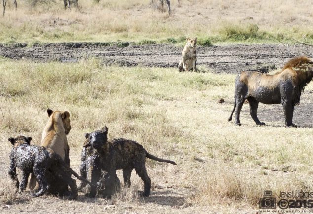 Serengeti Safari Tour in Tansania