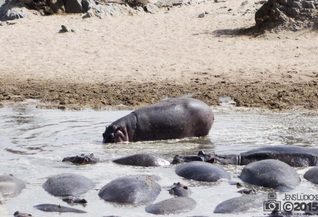 Serengeti Safari Tour in Tansania