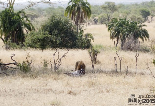 Serengeti Safari Tour in Tansania