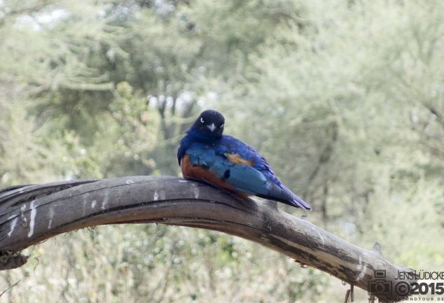 Tarangire Nationalpark