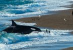 Durch absichtliches Stranden versucht der Orka das Seelöwenbaby zu fangen