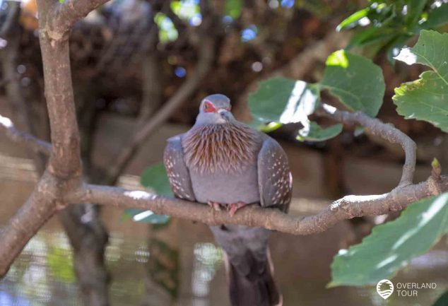 World of Birds - Das Vogelparadies in Hout Bay