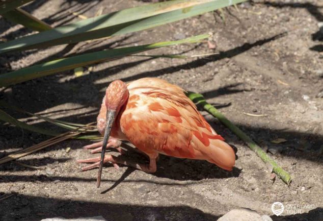 World of Birds - Das Vogelparadies in Hout Bay