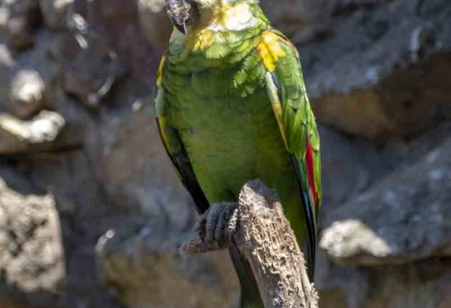 World of Birds - Das Vogelparadies in Hout Bay