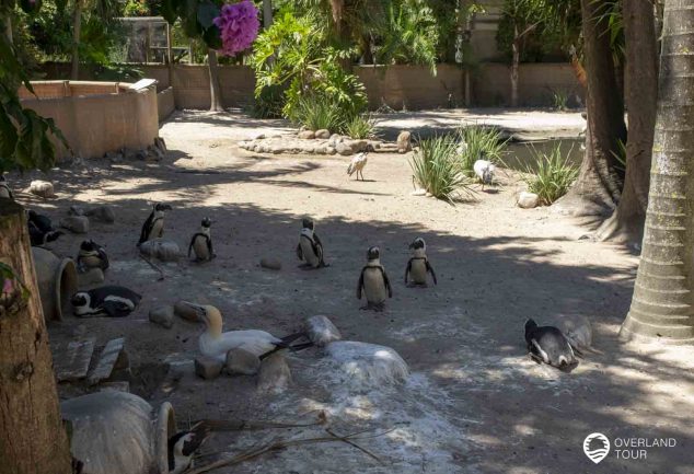 World of Birds - Das Vogelparadies in Hout Bay