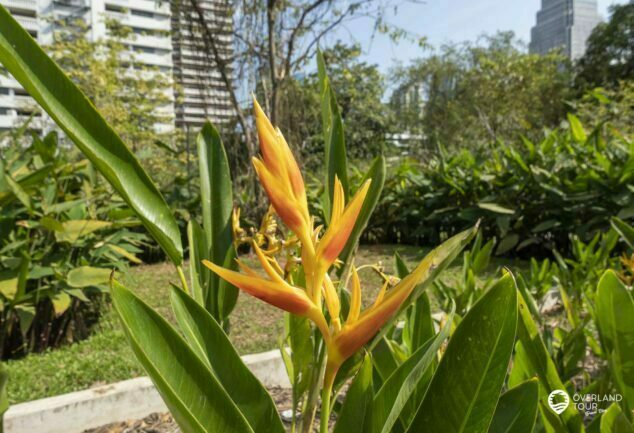 Entdecke die Oasen mitten in Bangkok: Green Mile - Benjakitti & Lumphini Park