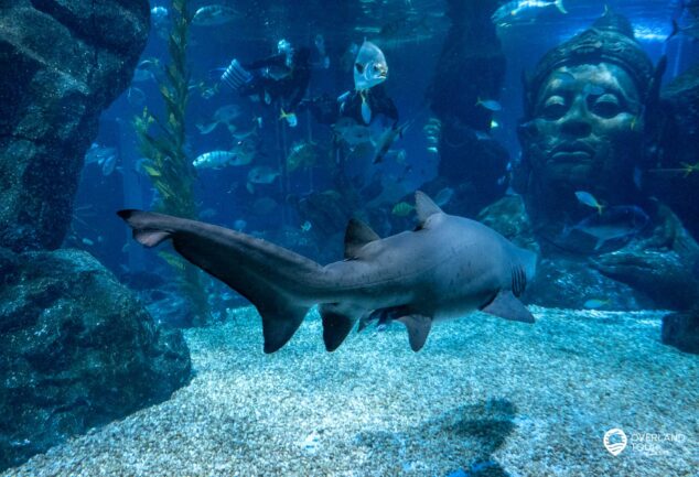 SEA LIFE Bangkok Ocean World - Unterwasser in der thailändischen Hauptstadt