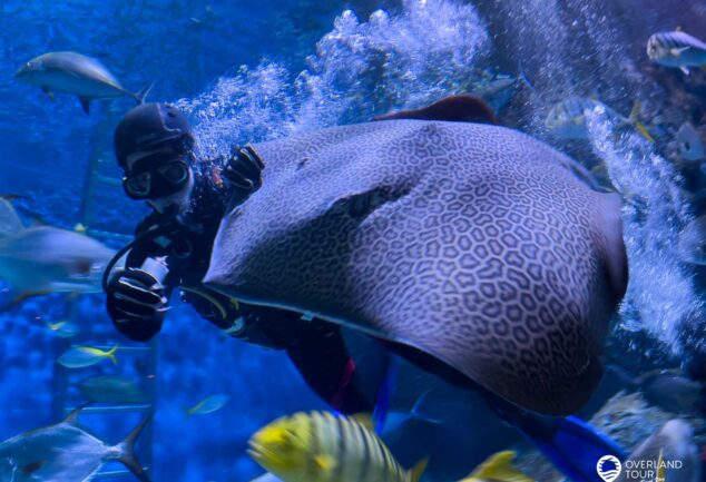 SEA LIFE Bangkok Ocean World - Unterwasser in der thailändischen Hauptstadt