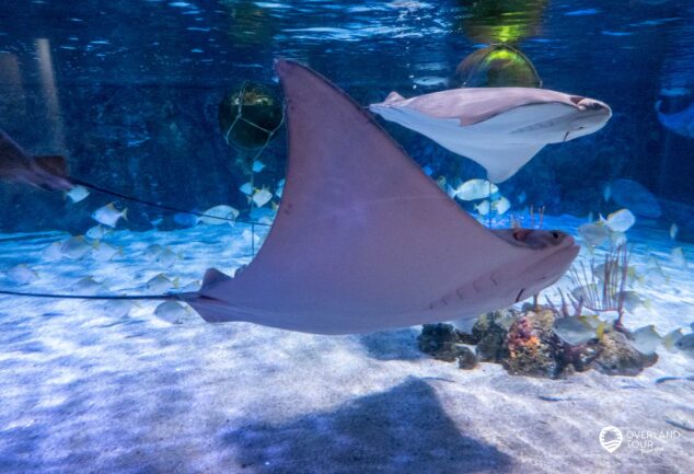 SEA LIFE Bangkok Ocean World - Unterwasser in der thailändischen Hauptstadt