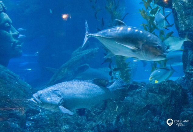 SEA LIFE Bangkok Ocean World - Unterwasser in der thailändischen Hauptstadt